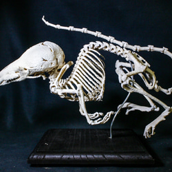 【受注生産】シントウトガリネズミ　27㎝拡大全身骨格レプリカ 8枚目の画像