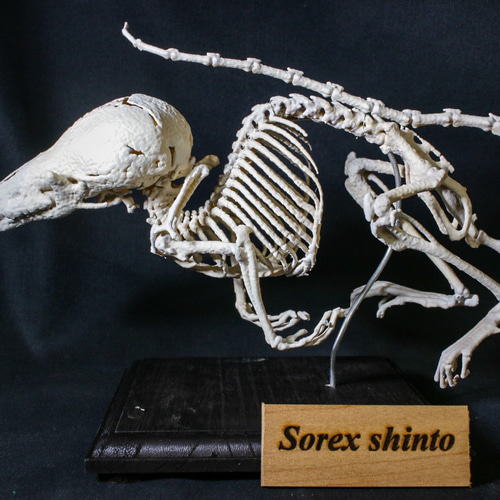 受注生産】シントウトガリネズミ 27㎝拡大全身骨格レプリカ その他置物