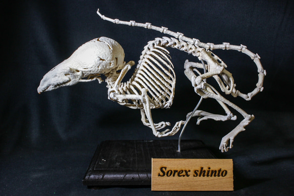 【受注生産】シントウトガリネズミ　27㎝拡大全身骨格レプリカ 1枚目の画像