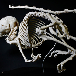 【受注生産】シントウトガリネズミ　27㎝拡大全身骨格レプリカ 6枚目の画像