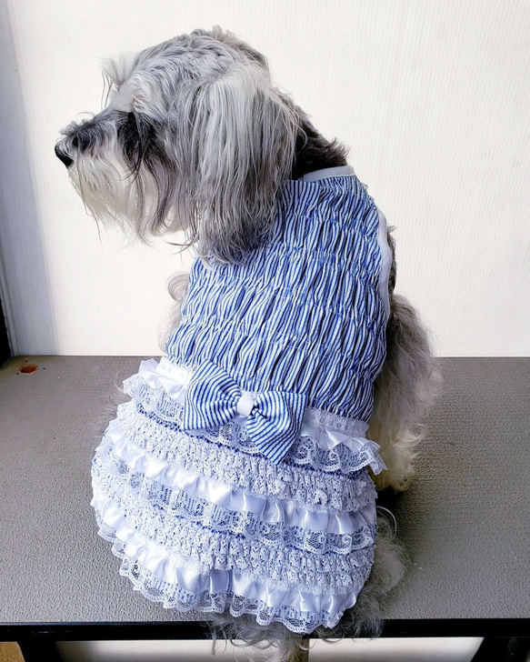 犬服♪クールマックス・ティアード・ワンピース　ストライプブルー（接触冷感） 3枚目の画像