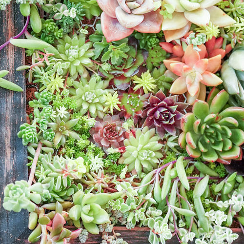 敬老の日や開店祝い・お誕生日プレゼントなどのギフトにどうぞ。多肉