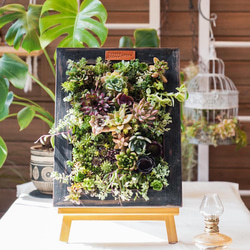 隠れ家付き！苔テラリウム 観葉植物 溶岩石レイアウト 生体飼育ケージ