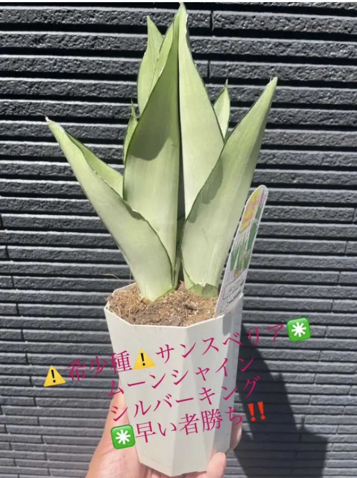 早いもの勝ち ユッカ ロストラータ 13 （2月 | 2017 | 松樹園緑化）