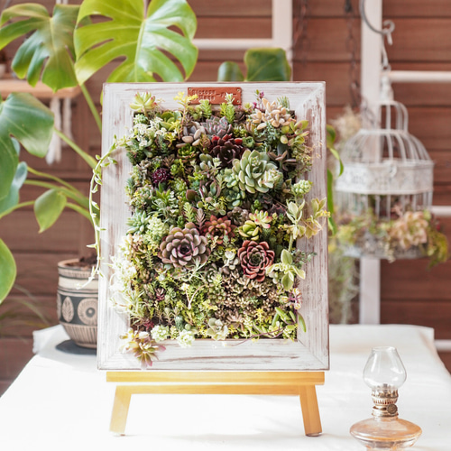 敬老の日や開店祝い・お誕生日プレゼントなどのギフトにどうぞ。多肉