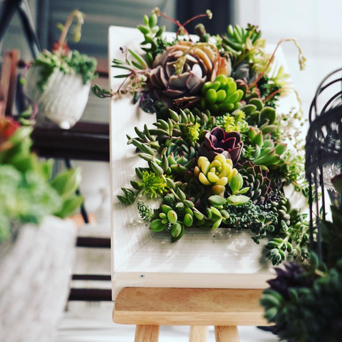 敬老の日や開店祝い・お誕生日プレゼントなどのギフトにどうぞ。多肉