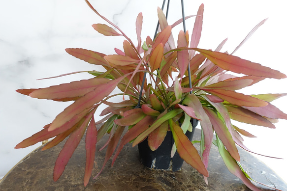 プセウド リプサリス ラムローサ 5号 吊り下げ 観葉植物