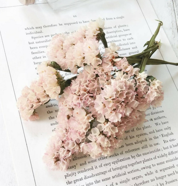 スターチスドライフラワー❣️ニュアンスカラー✨50本‼︎