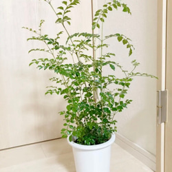 シマトネリコ 鉢植え 7号株立ち#1 その他インテリア雑貨