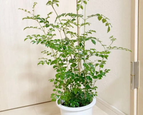 [直接引き取り限定] 値下げしました！ シマトネリコサイズ180センチ 直接引き取り限定] 値下げしました！ シマトネリコサイズ180センチ