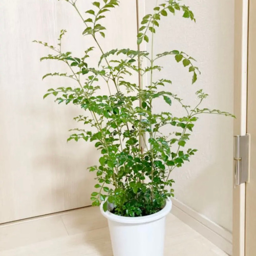 シマトネリコ 鉢植え 6号株立ち 受皿付き#2 その他インテリア