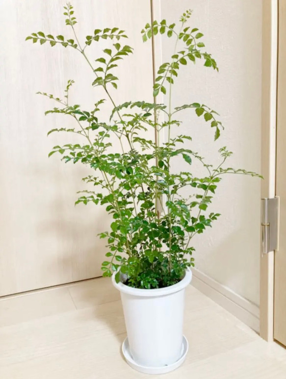5鉢　シマトネリコ　鉢植え　3号株立ち 5鉢 シマトネリコ 鉢植え 3号株立ち シマトネリコ 鉢植え 3号株