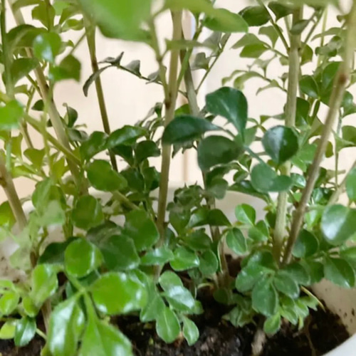 逸品。シマトネリコ株立1.6M(鉢底から)品番C 逸品。シマトネリコ株立1.6M(鉢底から)品番C 逸品。シマトネリコ