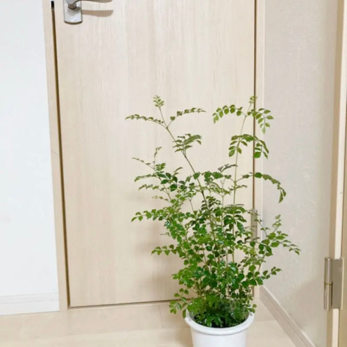 5鉢　シマトネリコ　鉢植え　3号株立ち シマトネリコ 鉢植え 3号株立ち その他インテリア雑貨 kobatori