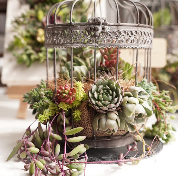 敬老の日や開店祝い・お誕生日プレゼントなどのギフトにどうぞ。多肉