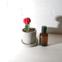 ●数量限定●　ちいさなサボテン　”キャンドルサボテン（赤・黄色・ピンク）緋牡丹　鉢/受け皿セット”　観葉植物　かわいい 5枚目の画像