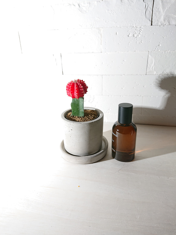 ●数量限定●　ちいさなサボテン　”キャンドルサボテン（赤・黄色・ピンク）緋牡丹　鉢/受け皿セット”　観葉植物　かわいい 5枚目の画像