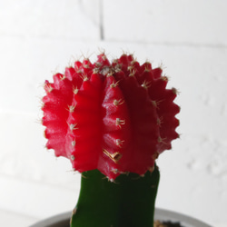 ●数量限定●　ちいさなサボテン　”キャンドルサボテン（赤・黄色・ピンク）緋牡丹　鉢/受け皿セット”　観葉植物　かわいい 4枚目の画像