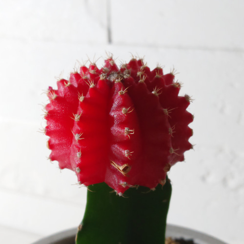 ○数量限定○ ちいさなサボテン ”キャンドルサボテン（赤・黄色