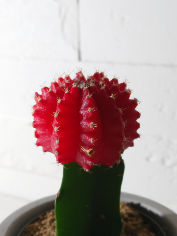 ●数量限定●　ちいさなサボテン　”キャンドルサボテン（赤・黄色・ピンク）緋牡丹　鉢/受け皿セット”　観葉植物　かわいい 4枚目の画像