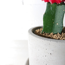 ●数量限定●　ちいさなサボテン　”キャンドルサボテン（赤・黄色・ピンク）緋牡丹　鉢/受け皿セット”　観葉植物　かわいい 6枚目の画像