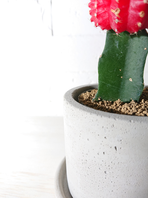 ●数量限定●　ちいさなサボテン　”キャンドルサボテン（赤・黄色・ピンク）緋牡丹　鉢/受け皿セット”　観葉植物　かわいい 6枚目の画像