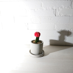 ●数量限定●　ちいさなサボテン　”キャンドルサボテン（赤・黄色・ピンク）緋牡丹　鉢/受け皿セット”　観葉植物　かわいい 1枚目の画像