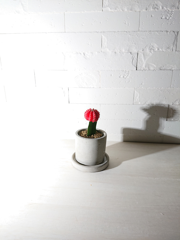 ●数量限定●　ちいさなサボテン　”キャンドルサボテン（赤・黄色・ピンク）緋牡丹　鉢/受け皿セット”　観葉植物　かわいい 1枚目の画像