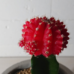 ●数量限定●　ちいさなサボテン　”キャンドルサボテン（赤・黄色・ピンク）緋牡丹　鉢/受け皿セット”　観葉植物　かわいい 7枚目の画像