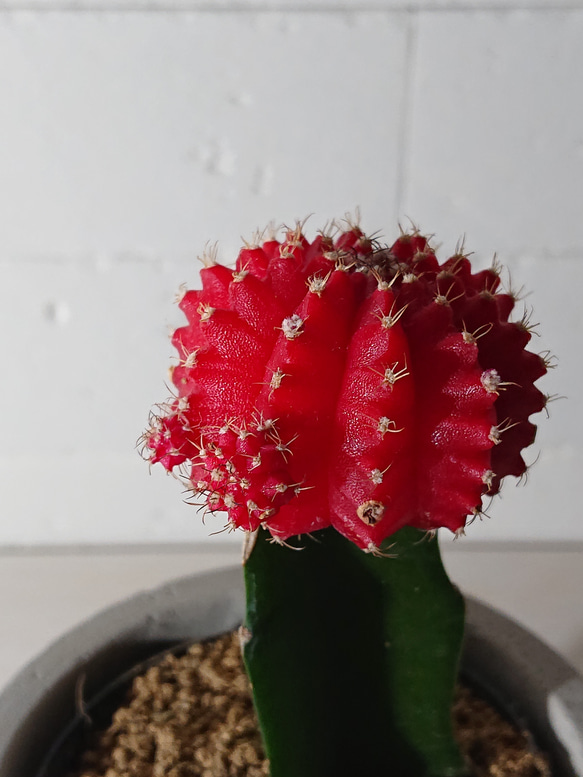 ●数量限定●　ちいさなサボテン　”キャンドルサボテン（赤・黄色・ピンク）緋牡丹　鉢/受け皿セット”　観葉植物　かわいい 7枚目の画像