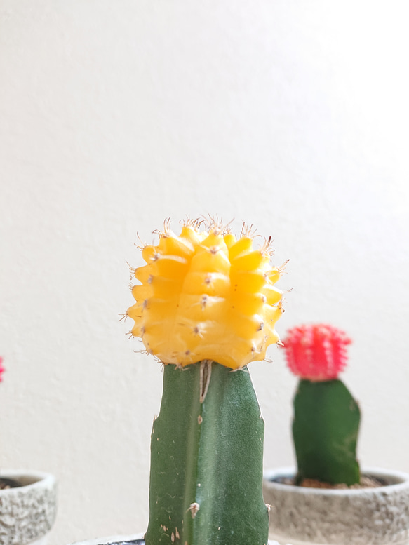 ●数量限定●　ちいさなサボテン　”キャンドルサボテン（赤・黄色・ピンク）緋牡丹　鉢/受け皿セット”　観葉植物　かわいい 8枚目の画像