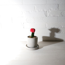 ●数量限定●　ちいさなサボテン　”キャンドルサボテン（赤・黄色・ピンク）緋牡丹　鉢/受け皿セット”　観葉植物　かわいい 2枚目の画像