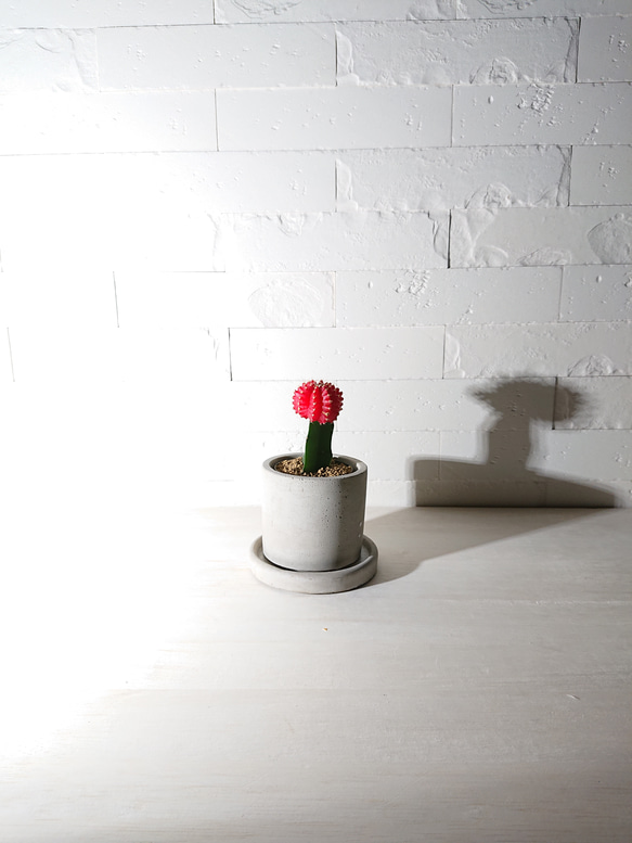 ●数量限定●　ちいさなサボテン　”キャンドルサボテン（赤・黄色・ピンク）緋牡丹　鉢/受け皿セット”　観葉植物　かわいい 2枚目の画像