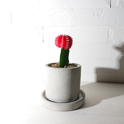 ●数量限定●　ちいさなサボテン　”キャンドルサボテン（赤・黄色・ピンク）緋牡丹　鉢/受け皿セット”　観葉植物　かわいい 3枚目の画像
