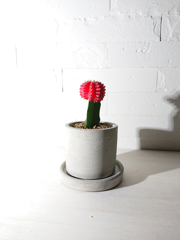 ●数量限定●　ちいさなサボテン　”キャンドルサボテン（赤・黄色・ピンク）緋牡丹　鉢/受け皿セット”　観葉植物　かわいい 3枚目の画像