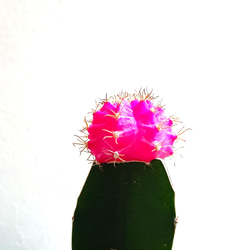 ●数量限定●　ちいさなサボテン　”キャンドルサボテン（赤・黄色・ピンク）緋牡丹　鉢/受け皿セット”　観葉植物　かわいい 9枚目の画像