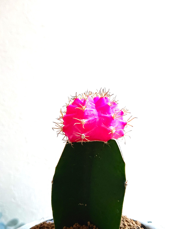 ●数量限定●　ちいさなサボテン　”キャンドルサボテン（赤・黄色・ピンク）緋牡丹　鉢/受け皿セット”　観葉植物　かわいい 9枚目の画像