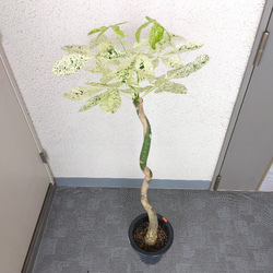 現品】希少品種 パキラ【ミルキーウェイ】 斑入り 大型観葉植物