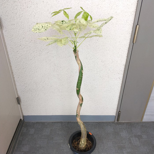 ☆パキラ☆斑入り☆極美ミルキーウェイ☆曲がり☆希少☆ 現品】希少品種 ①パキラミルキーウェイ 美斑入り 樹形綺麗 高さ