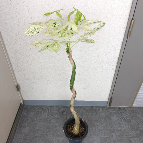 【Lサイズ】パキラ ミルキーウェイ　斑入り　ホワイトタイプ　幹太　接木　観葉植物
