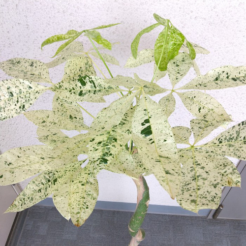 現品】希少品種 パキラ【ミルキーウェイ】 斑入り 大型観葉植物
