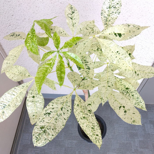 【幹と葉のバランス良いです♥】パキラ ミルキーウェイ 斑入り パキラ・ミルキーウェイ 流通の少ない斑入りパキラ 大小様々な