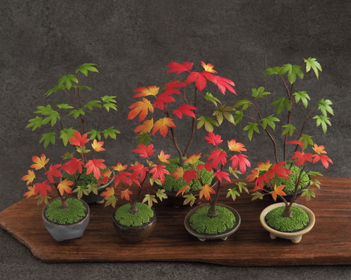 【御朱印巡り♡♡】秋の風情☆美しきイロハモミジと南天の苔盆栽 盆栽鉢付き Amazon.co.jp: ミニ盆栽：清姫もみじ（白反六角陶器鉢）* 紅葉