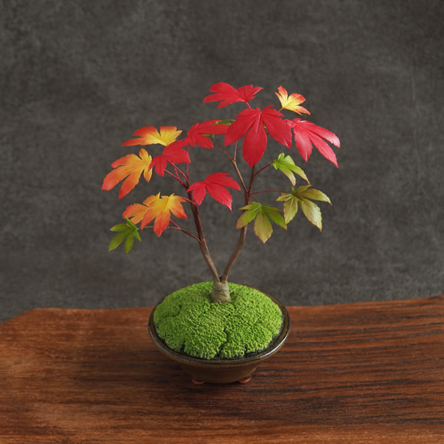 イロハモミジ 盆栽 紅葉（イロハモミジ）盆栽 S018
