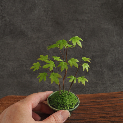 【御朱印巡り♡♡】秋の風情☆美しきイロハモミジと南天の苔盆栽 盆栽鉢付き Amazon.co.jp: ミニ盆栽：清姫もみじ（白反六角陶器鉢）* 紅葉