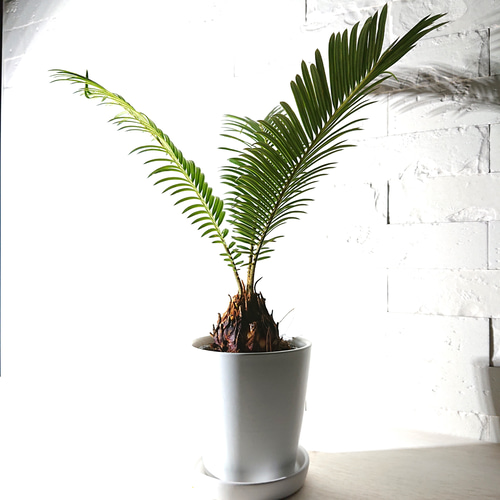 ソテツ 観葉植物 ✨一点物 ✨希少 ボリューム株 南国風 インテリアグリーン ソテツ 観葉植物 ✨一点物 ✨希少 ボリューム株 南国風