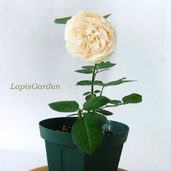 レア切花品種・薔薇☆長く咲き花色が変わる☆baby chameleon☆4