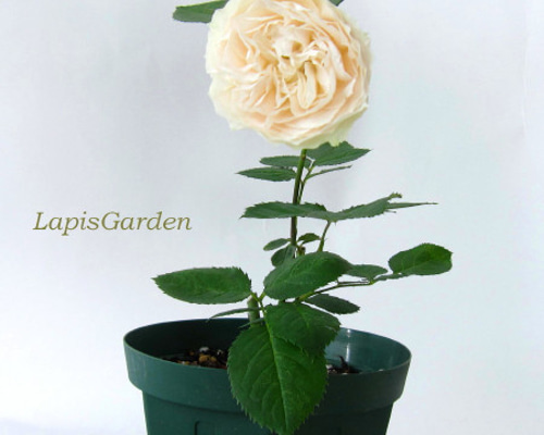 レア切花品種・薔薇☆長く咲き花色が変わる☆baby chameleon☆4号