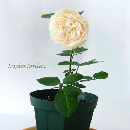 レア切花品種・薔薇☆長く咲き花色が変わる☆baby chameleon☆4