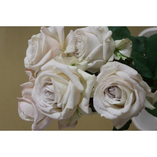 レア切花品種・薔薇☆白〜淡ベージュ色の気品あるバラ☆4号